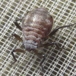 Cinara pinea